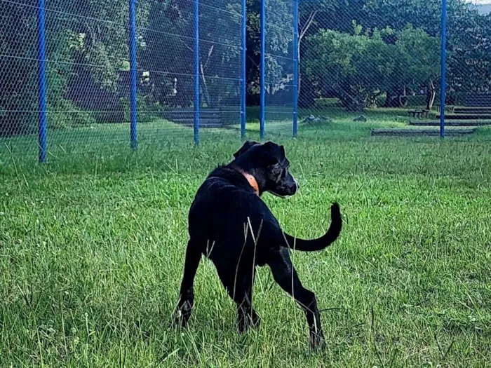 Cachorro raça SRD-ViraLata idade 7 a 11 meses nome Duck