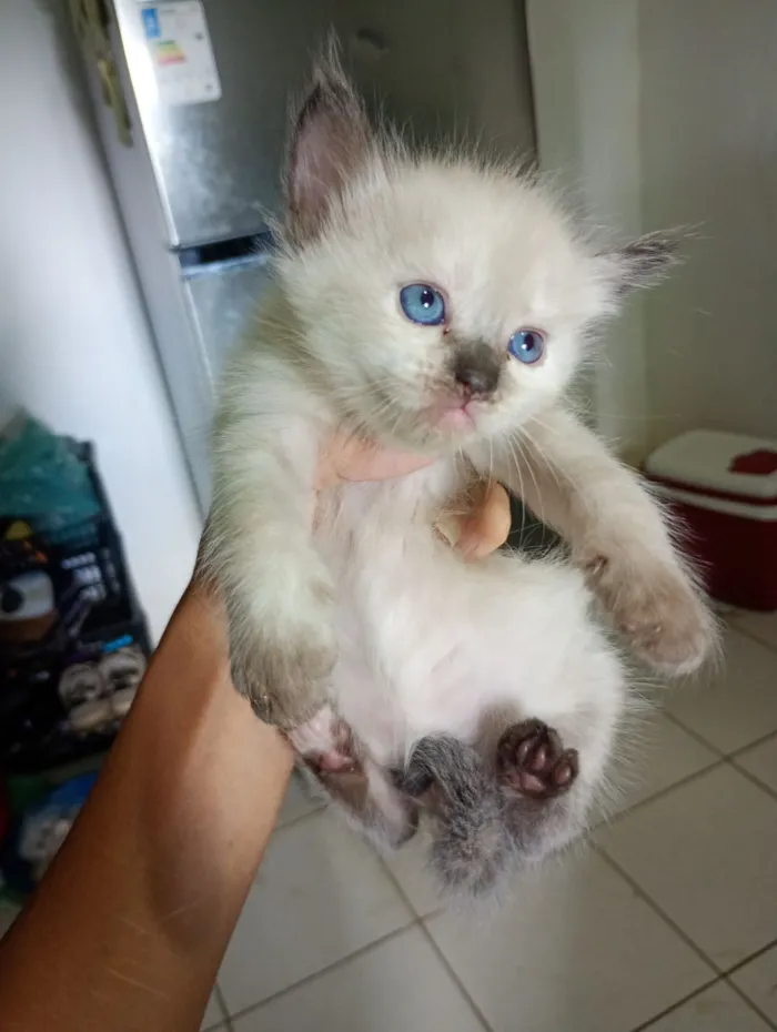 Gato raça SRD-ViraLata idade Abaixo de 2 meses nome Celeste