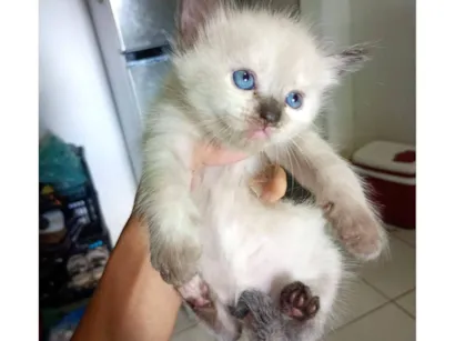 Gato raça SRD-ViraLata idade Abaixo de 2 meses nome Celeste