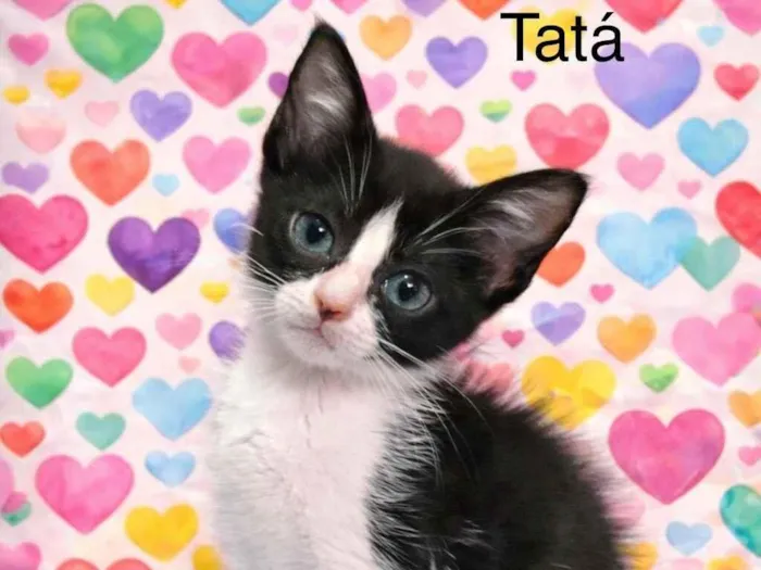 Gato raça SRD-ViraLata idade Abaixo de 2 meses nome Tatá & Lia