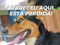 Cachorro raça SRD-ViraLata idade 2 anos nome N sabemos!