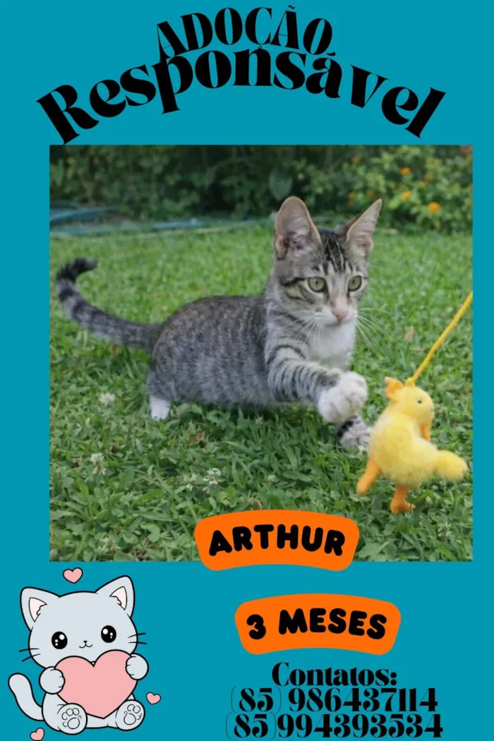 Gato raça Siamesa diluída idade 1 ano nome Nina