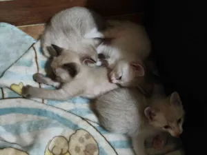 Gato raça SRD-ViraLata idade Abaixo de 2 meses nome Sem nomes 