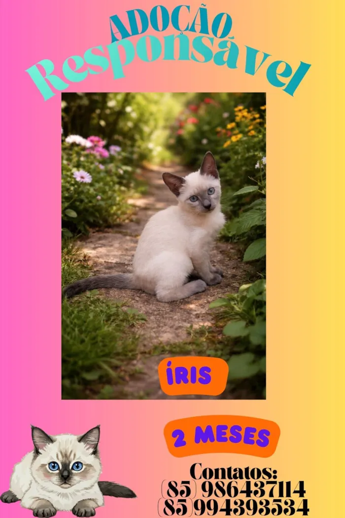 Gato raça Siamesa diluída idade 1 ano nome Nina