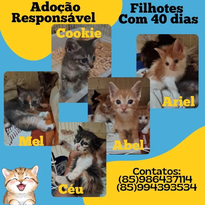 Gato raça Siamesa diluída idade 1 ano nome Nina