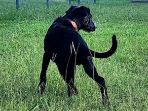 Cachorro raça SRD-ViraLata idade 7 a 11 meses nome Duck