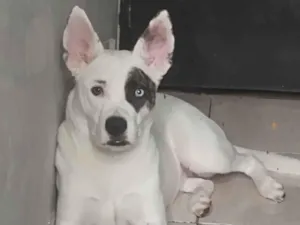 Cachorro raça Pit-Bull idade 7 a 11 meses nome Cirila