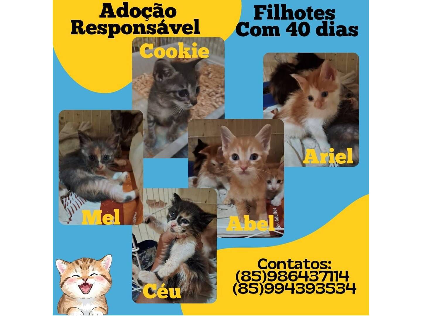 Gato raça Siamesa diluída idade 1 ano nome Nina