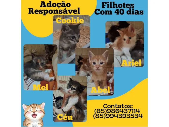 Gato raça Siamesa diluída idade 1 ano nome Nina