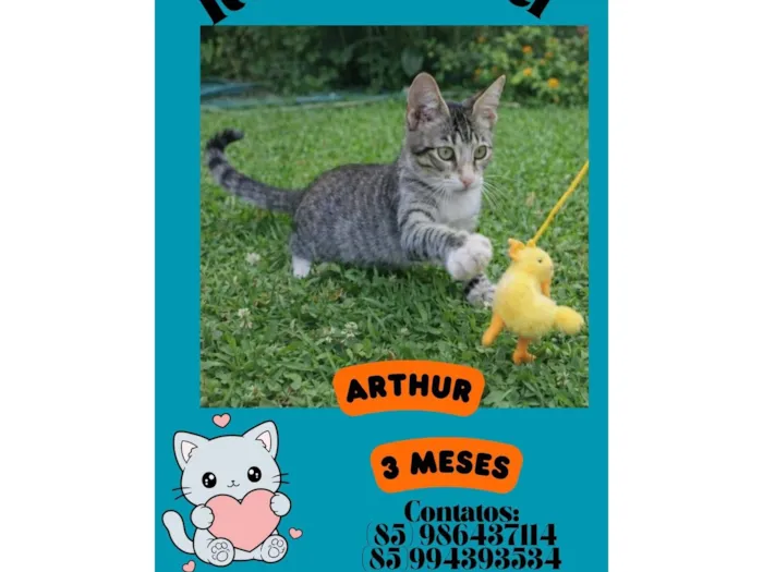 Gato raça Siamesa diluída idade 1 ano nome Nina