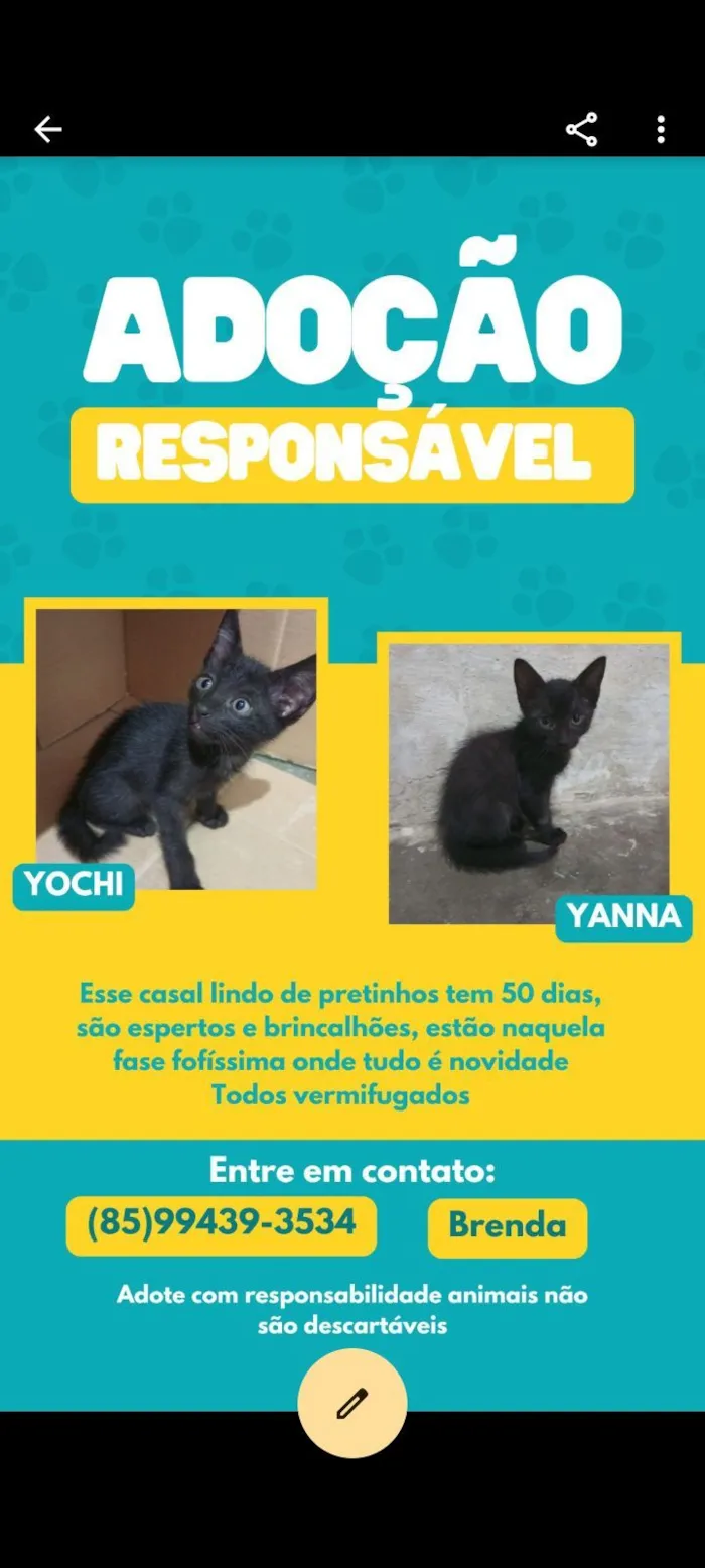 Gato raça Siamesa diluída idade 1 ano nome Nina