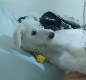 Cachorro raça SRD-ViraLata idade 1 ano nome Tekila 