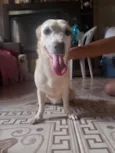 Cachorro raça SRD-ViraLata idade 1 ano nome Lili