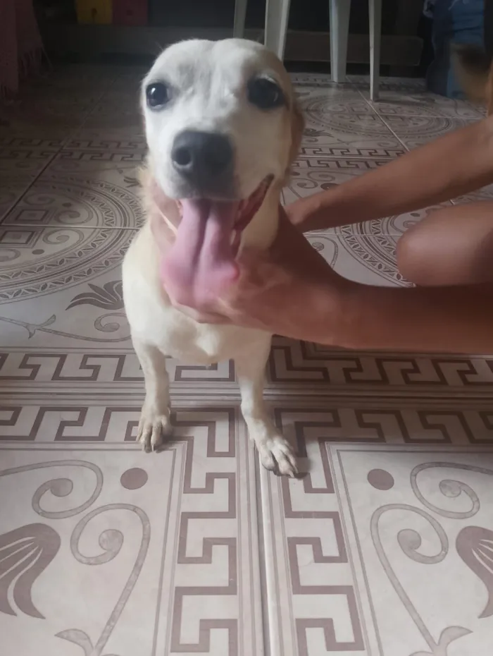 Cachorro raça SRD-ViraLata idade 1 ano nome Lili