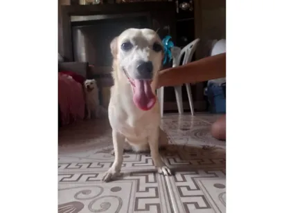 Cachorro raça SRD-ViraLata idade 1 ano nome Lili