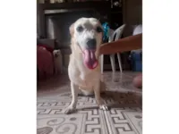 Cachorro raça SRD-ViraLata idade 1 ano nome Lili