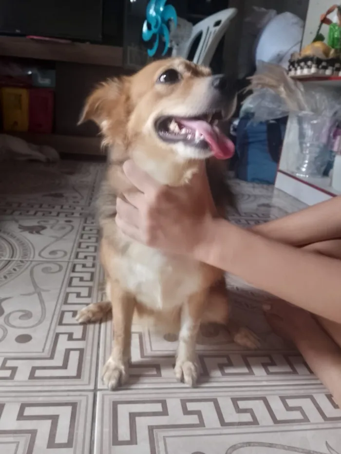 Cachorro raça SRD-ViraLata idade 1 ano nome Ruby