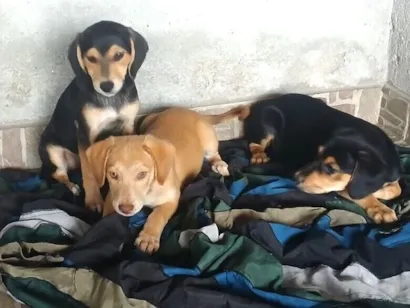 Cachorro raça SRD-ViraLata idade 2 a 6 meses nome Ohana e seus 4 filhotinhos 