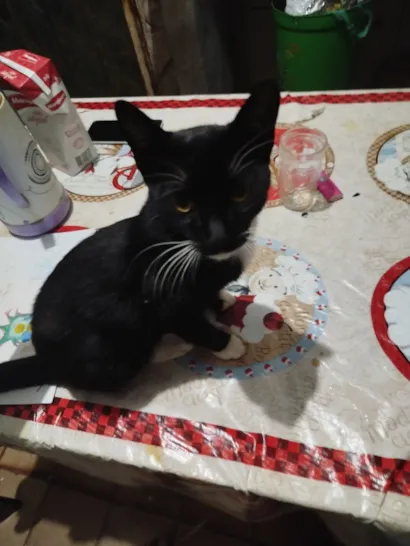 Gato raça SRD-ViraLata idade 7 a 11 meses nome Fernando Lucas