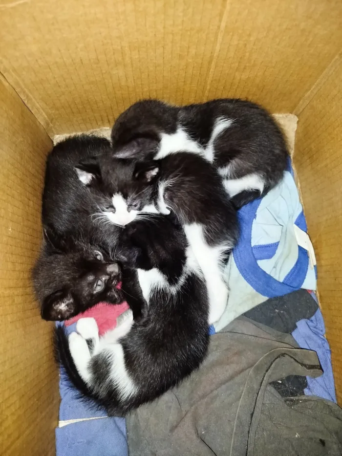 Gato raça SRD-ViraLata idade 7 a 11 meses nome Fernando Lucas