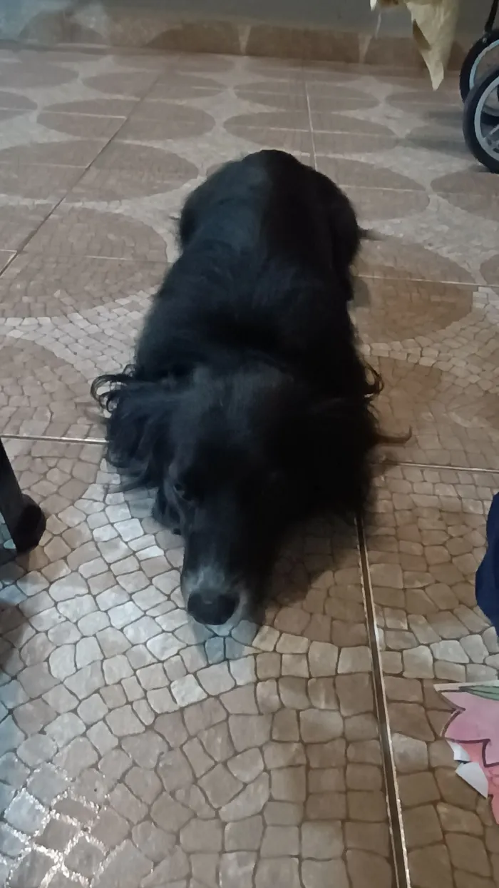 Cachorro raça SRD-ViraLata idade 3 anos nome LeBron 