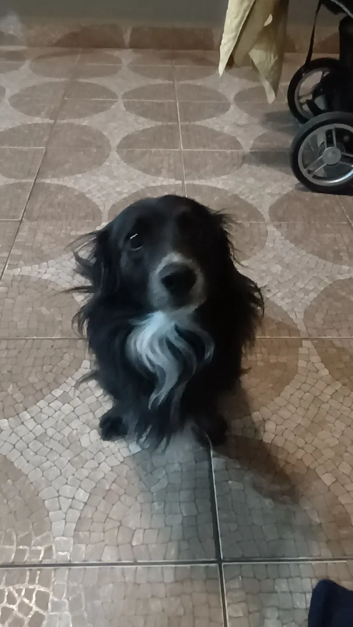 Cachorro raça SRD-ViraLata idade 3 anos nome LeBron 