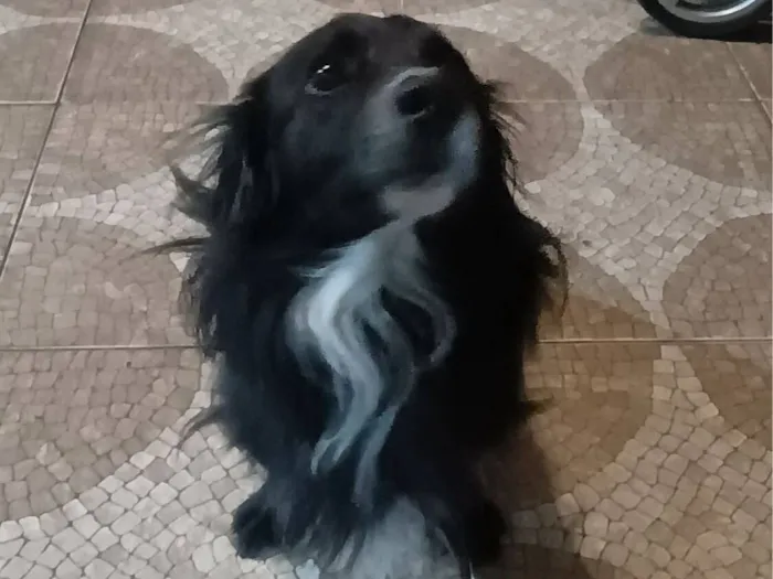 Cachorro raça SRD-ViraLata idade 3 anos nome LeBron 