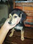 Cachorro raça SRD-ViraLata idade 2 a 6 meses nome Ohana e suas 3 filhotinhas a caramelo acabou de ir embora mais tem mais três 