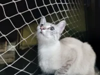 Gato raça SRD-ViraLata idade 7 a 11 meses nome Luna