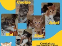 Gato raça Siamesa diluída idade 1 ano nome Nina