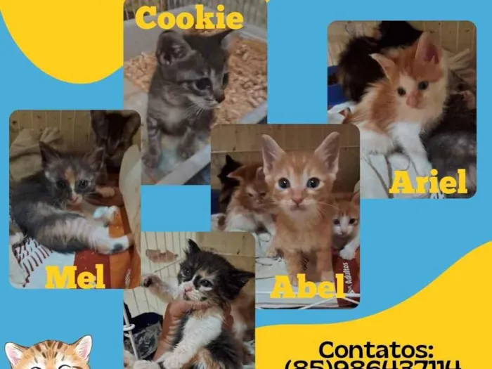 Gato raça Siamesa diluída idade 1 ano nome Nina