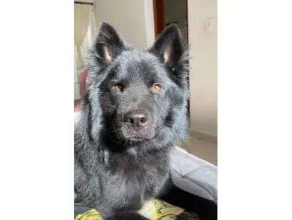 Cachorro raça Chow Chow idade 2 anos nome Noah