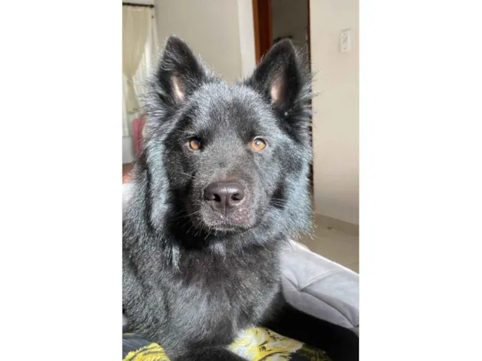 Cachorro raça Chow Chow idade 2 anos nome Noah
