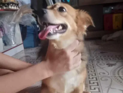 Cachorro raça SRD-ViraLata idade 1 ano nome Ruby