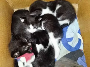 Gato raça SRD-ViraLata idade 7 a 11 meses nome Fernando Lucas