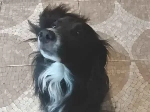 Cachorro raça SRD-ViraLata idade 3 anos nome LeBron 