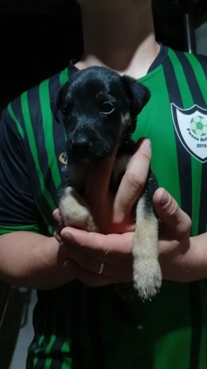 Cachorro raça SRD-ViraLata idade Abaixo de 2 meses nome ?? DOAÇÃO RESPONSÁVEL DE FILHOTES ??