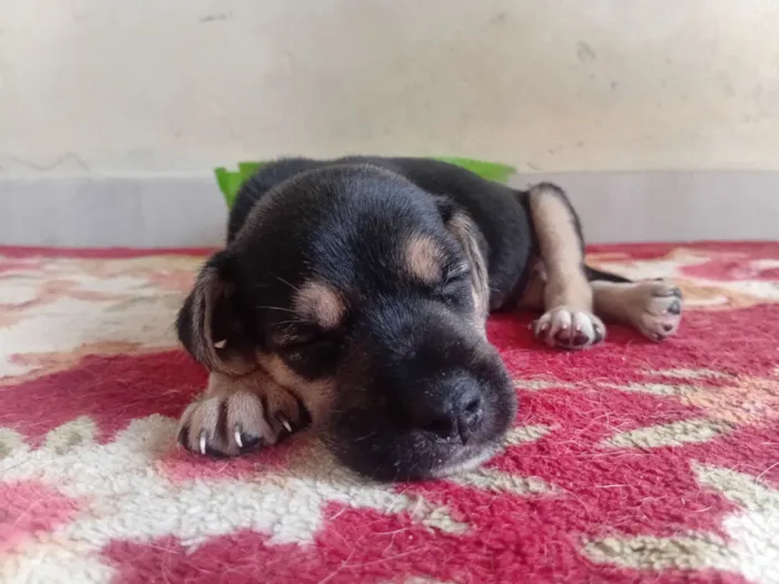 Cachorro raça SRD-ViraLata idade Abaixo de 2 meses nome ?? DOAÇÃO RESPONSÁVEL DE FILHOTES ??