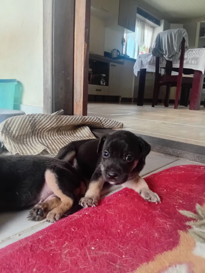 Cachorro raça SRD-ViraLata idade Abaixo de 2 meses nome ?? DOAÇÃO RESPONSÁVEL DE FILHOTES ??