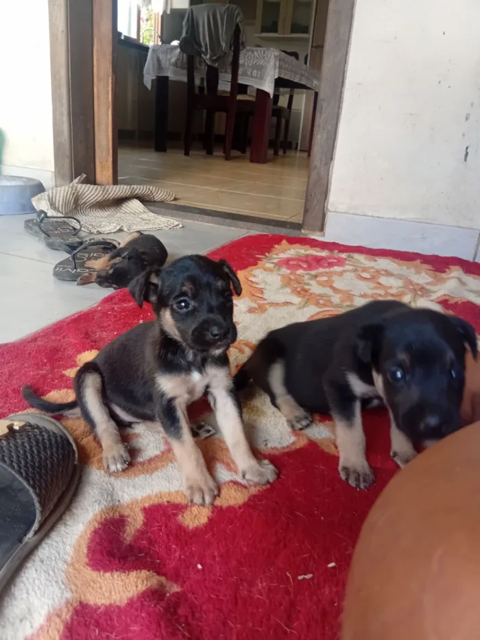 Cachorro raça SRD-ViraLata idade Abaixo de 2 meses nome DOAÇÃO RESPONSÁVEL DE FILHOTES