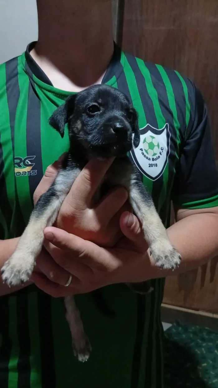 DOAÇÃO RESPONSÁVEL DE FILHOTES