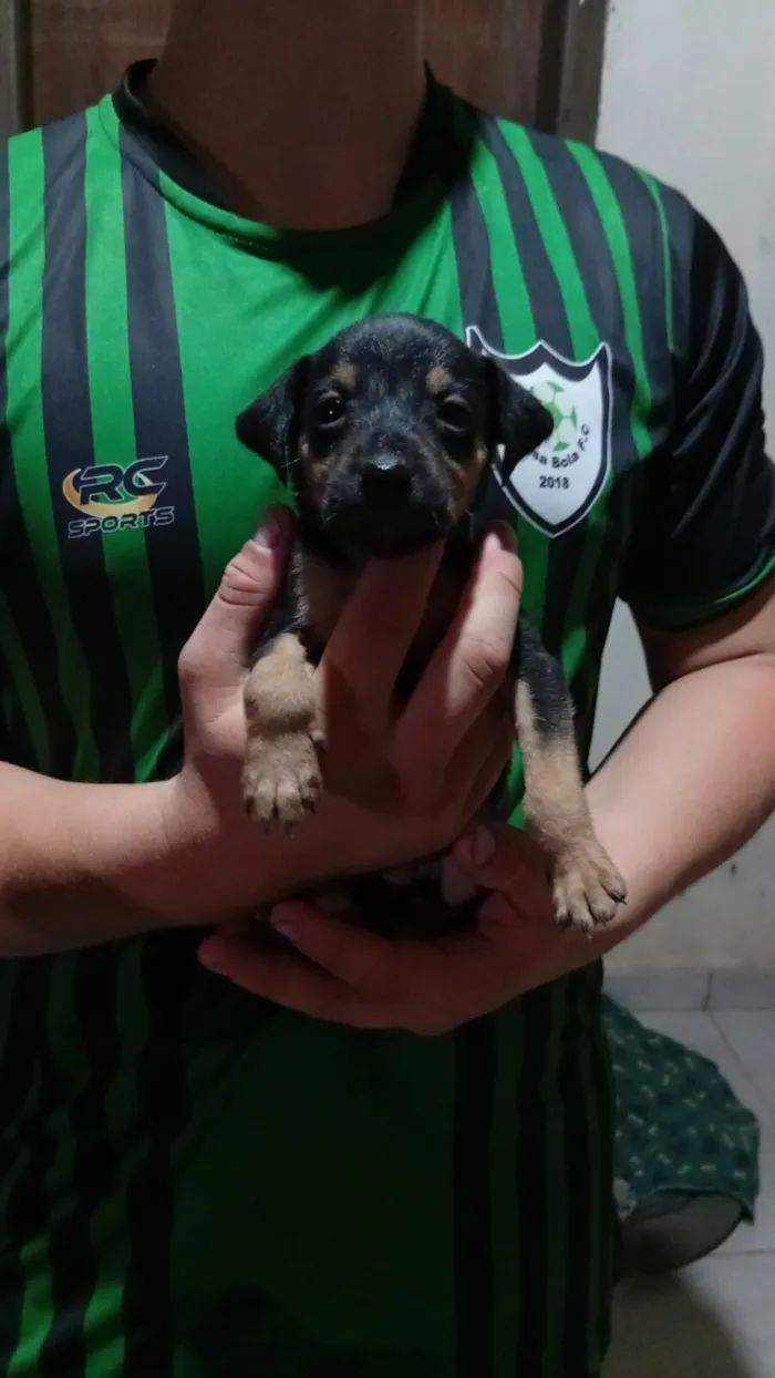 Cachorro raça SRD-ViraLata idade Abaixo de 2 meses nome DOAÇÃO RESPONSÁVEL DE FILHOTES