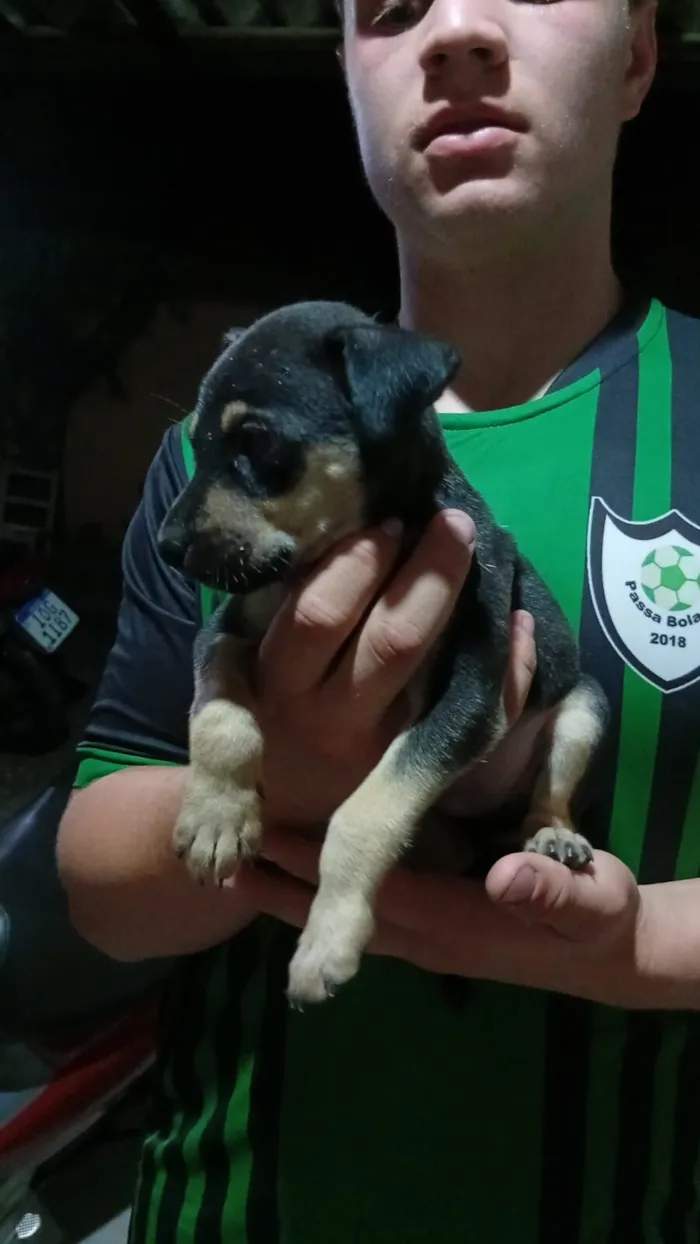 Cachorro raça SRD-ViraLata idade Abaixo de 2 meses nome DOAÇÃO RESPONSÁVEL DE FILHOTES