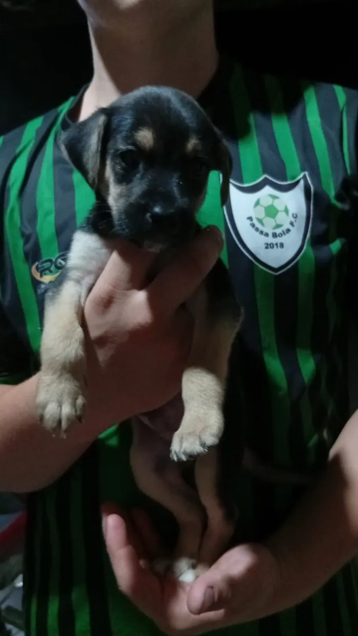 Cachorro raça SRD-ViraLata idade Abaixo de 2 meses nome DOAÇÃO RESPONSÁVEL DE FILHOTES