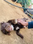 Cachorro raça SRD-ViraLata idade Abaixo de 2 meses nome Pingo 