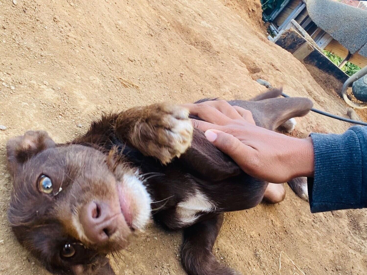 Cachorro raça SRD-ViraLata idade Abaixo de 2 meses nome Pingo 