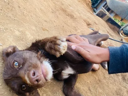 Cachorro raça SRD-ViraLata idade Abaixo de 2 meses nome Pingo 