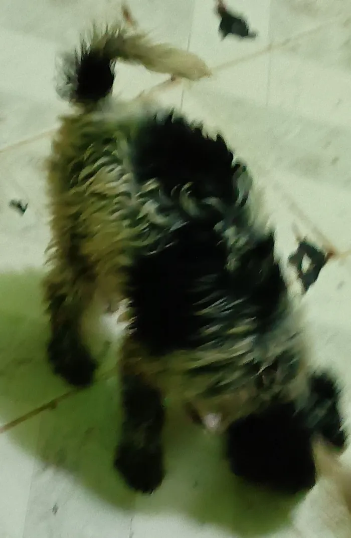 Cachorro raça Poodle idade 4 anos nome Aysha chocolate lupi pandora marsha