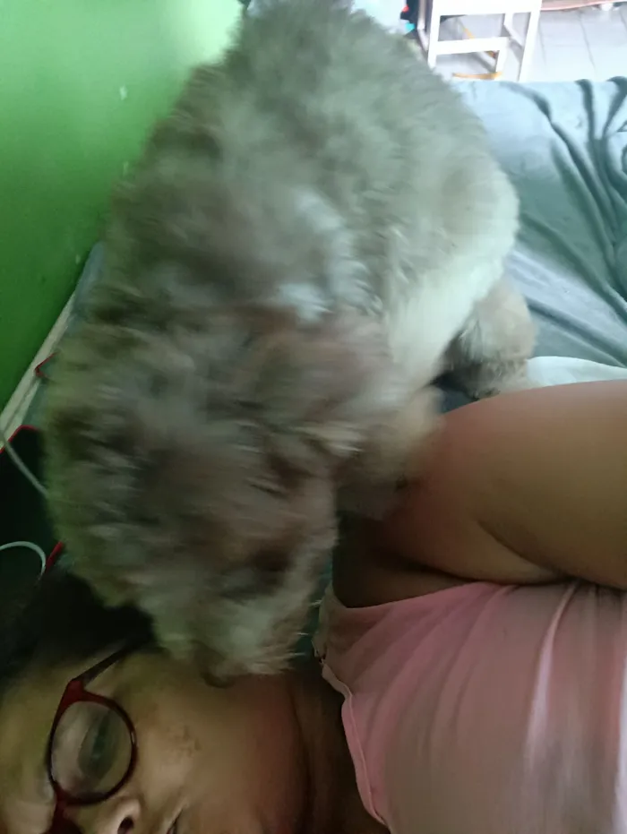 Cachorro raça Poodle idade 4 anos nome Aysha chocolate lupi pandora marsha
