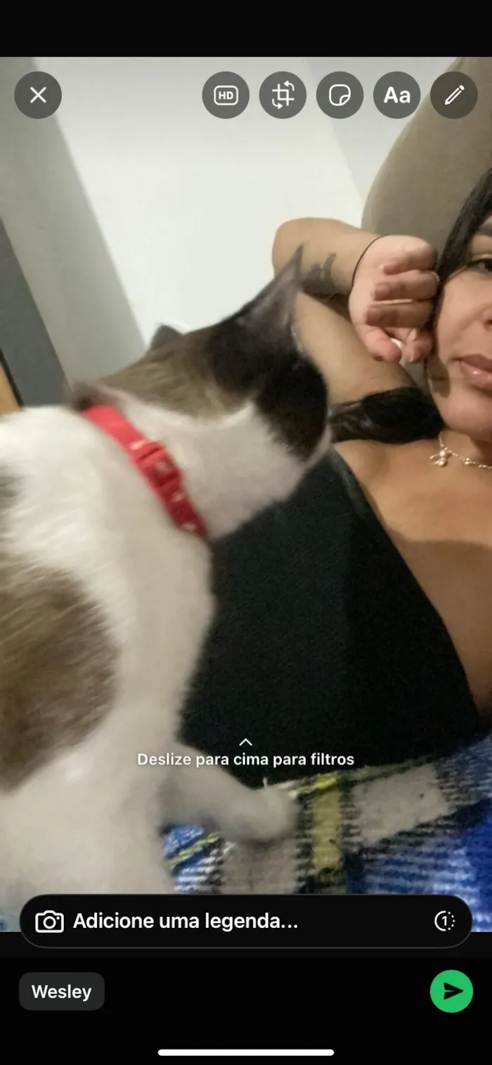 Gato raça Siamês idade 2 a 6 meses nome Luy 